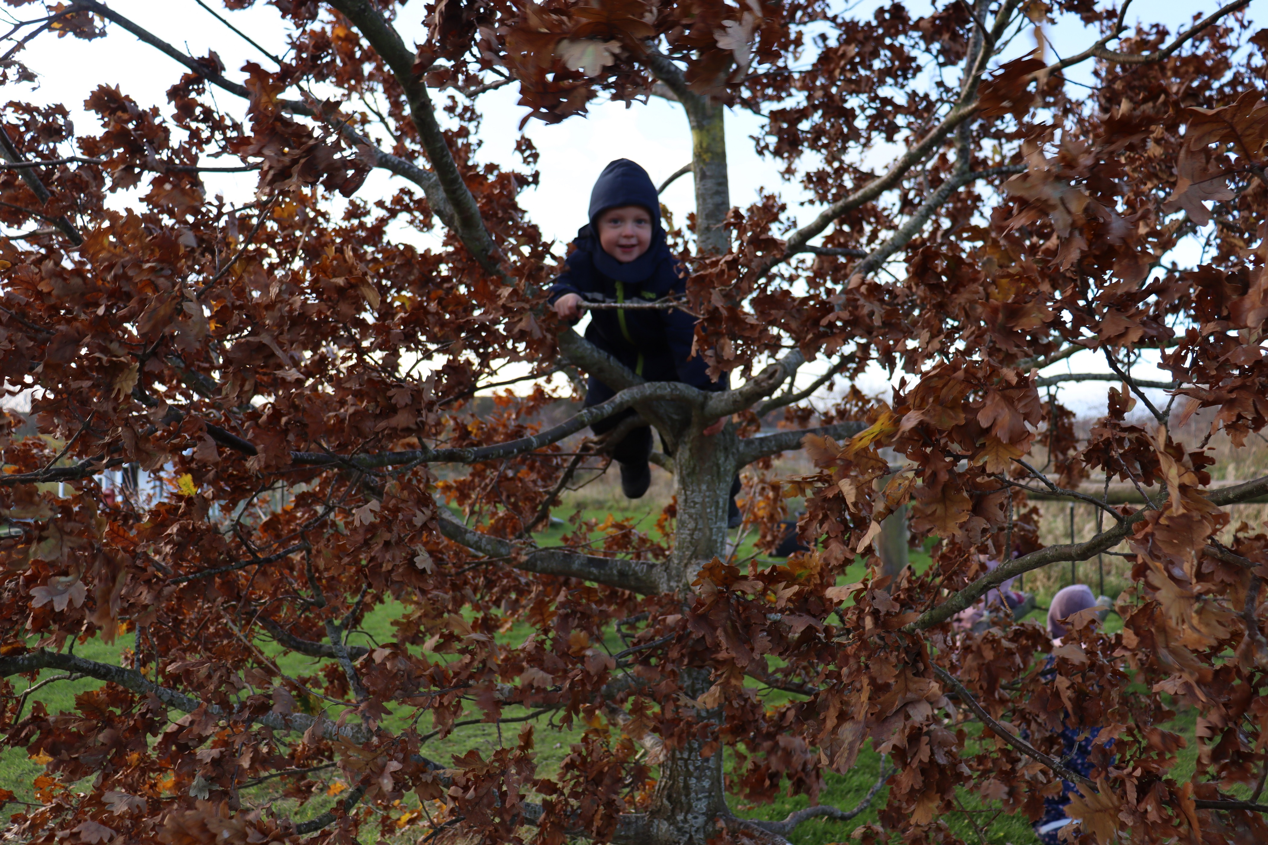 Dreng kravler i træ